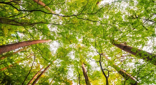 beautiful_landscape_big_tree_forest_with_low_angel_view