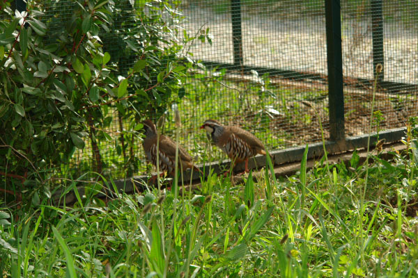 parque_biolgico_de_vinhais_81